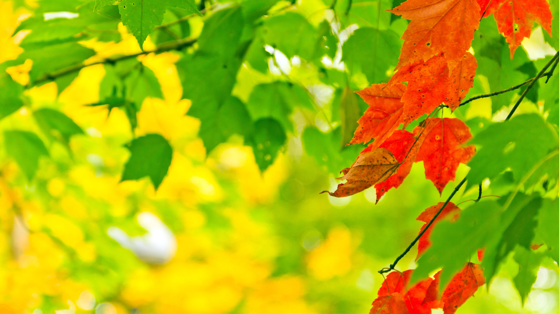 Autumn leaves red seductive desktop wallpaper